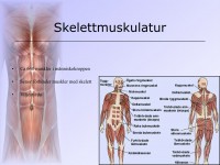 /album/skelettmuskulatur/a6-musklerna-004-jpeg1/